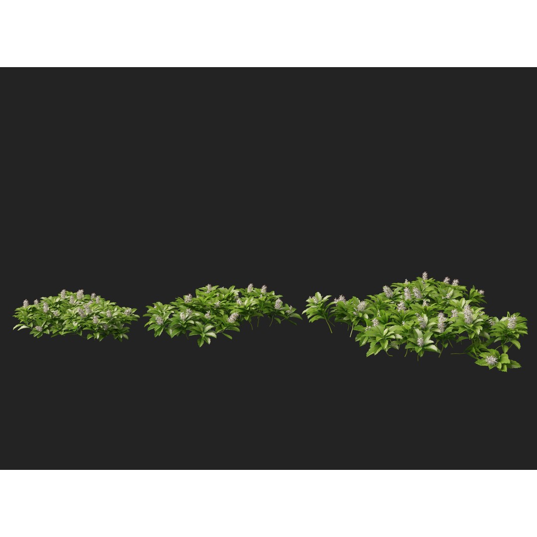 Pachysandra Terminalis 3D Model – High Poly & Low Poly Formats, PBR - View 9