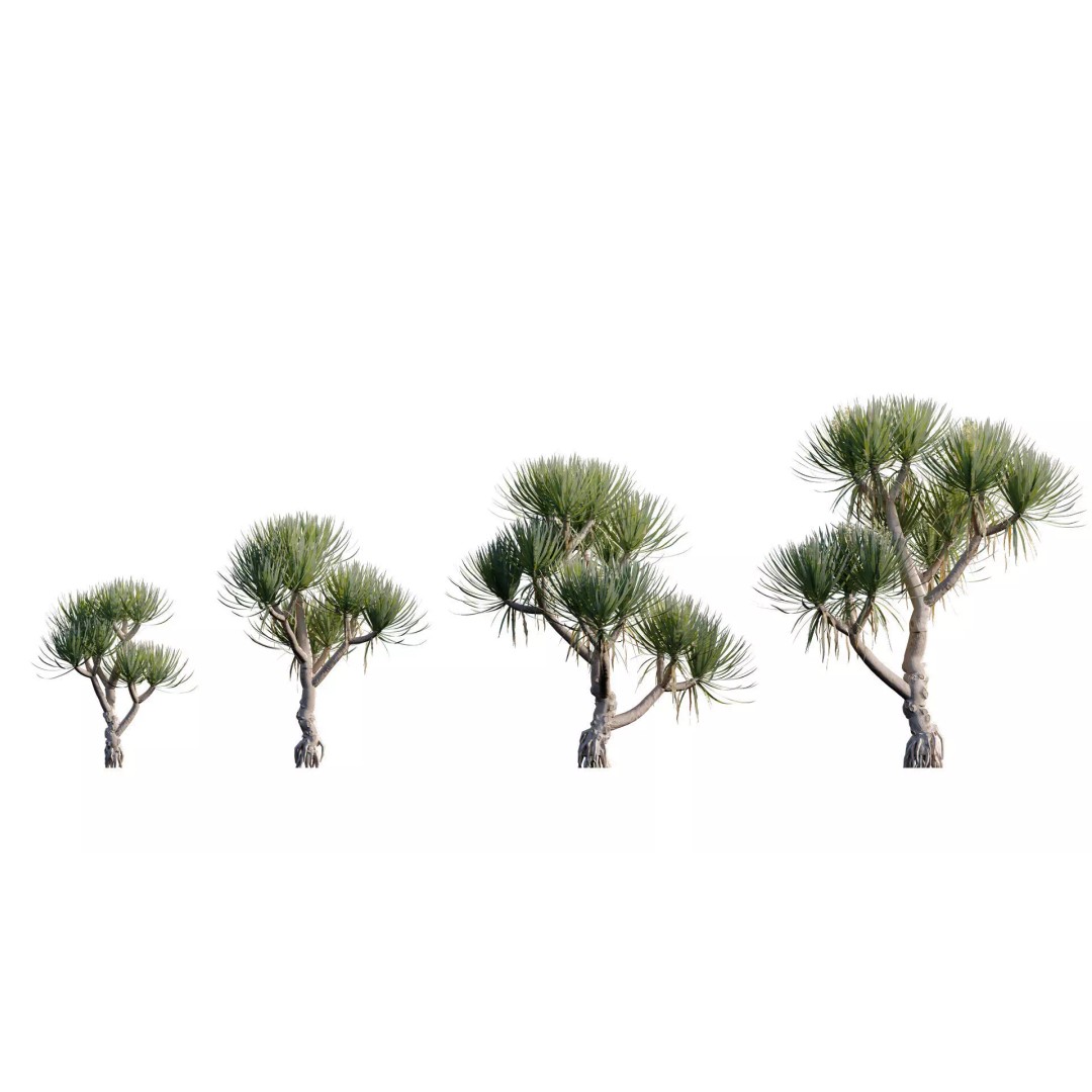 Dracaena 3D Model – Low Poly Thai Dragon Tree with PBR Textures - View 3