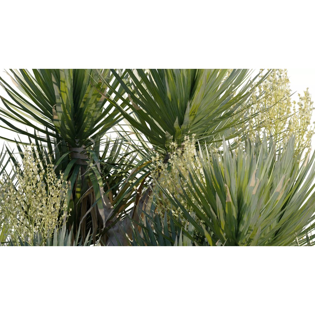 Dracaena 3D Model – Low Poly Thai Dragon Tree with PBR Textures - View 5