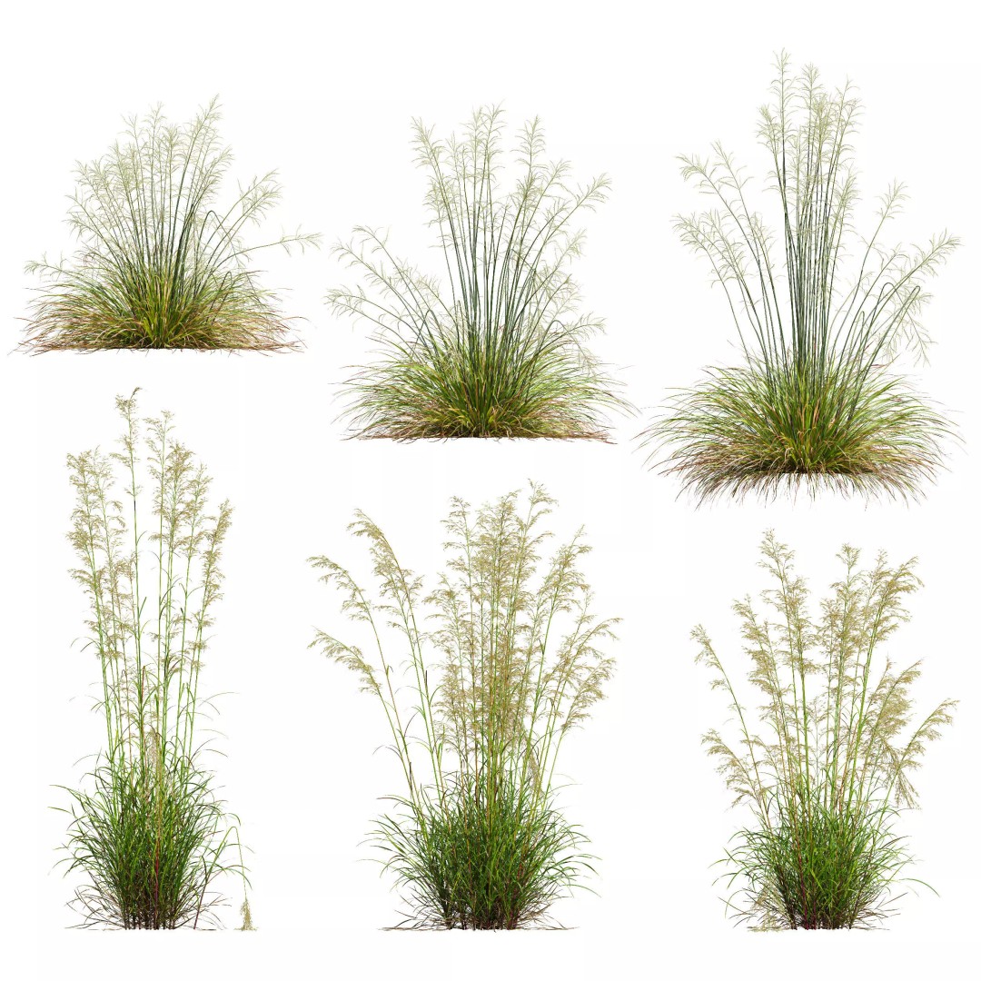 Celtica Gigantea Stipa Golden and Sweet Grass 3D Model – High Poly PBR Asset, FBX, OBJ - View 2