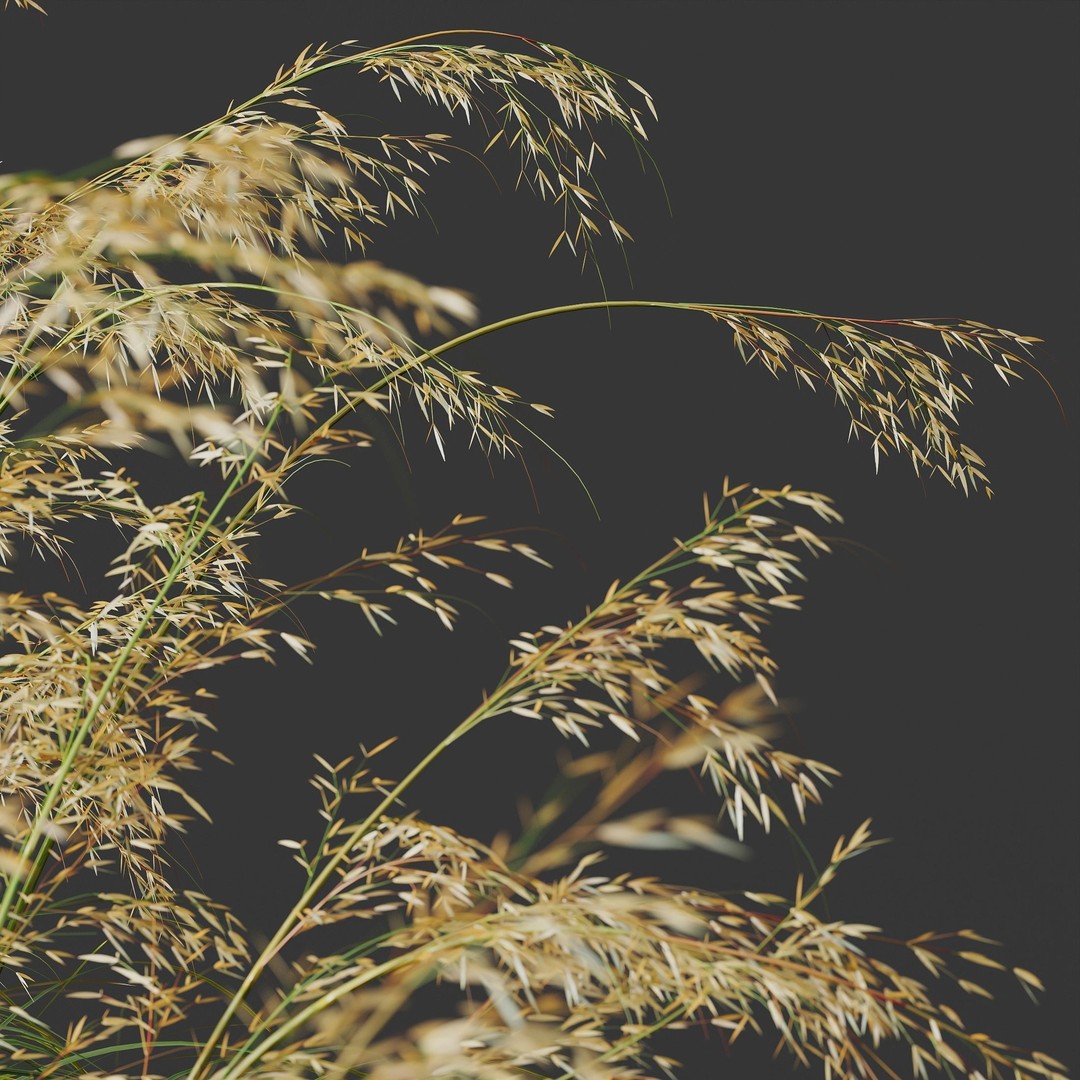 Celtica Gigantea Stipa Golden and Sweet Grass 3D Model – High Poly PBR Asset, FBX, OBJ - View 3