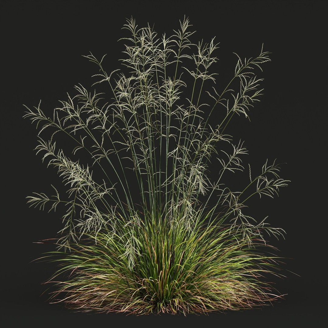 Celtica Gigantea Stipa Golden and Sweet Grass 3D Model – High Poly PBR Asset, FBX, OBJ - View 4