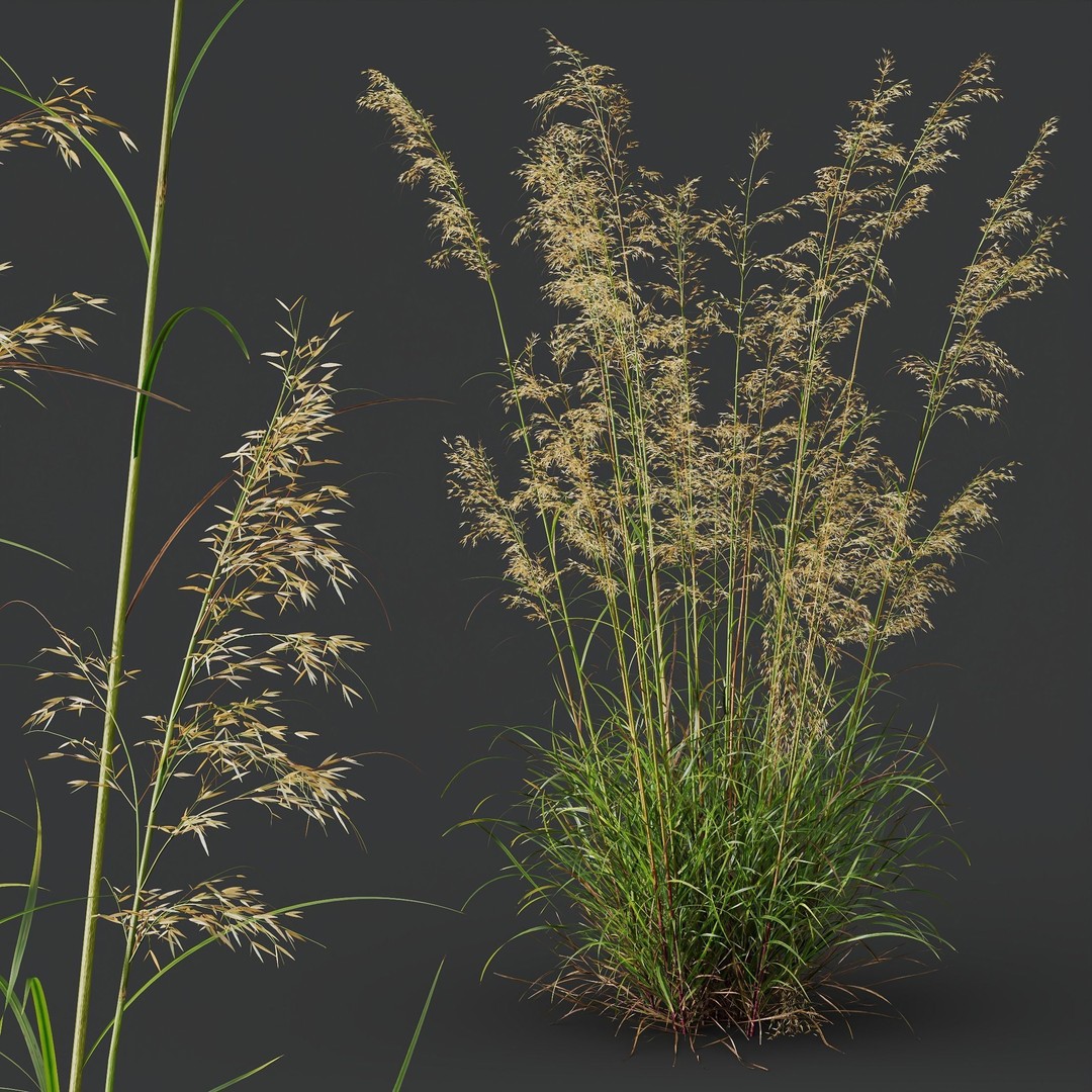 Celtica Gigantea Stipa Golden and Sweet Grass 3D Model – High Poly PBR Asset, FBX, OBJ - View 5