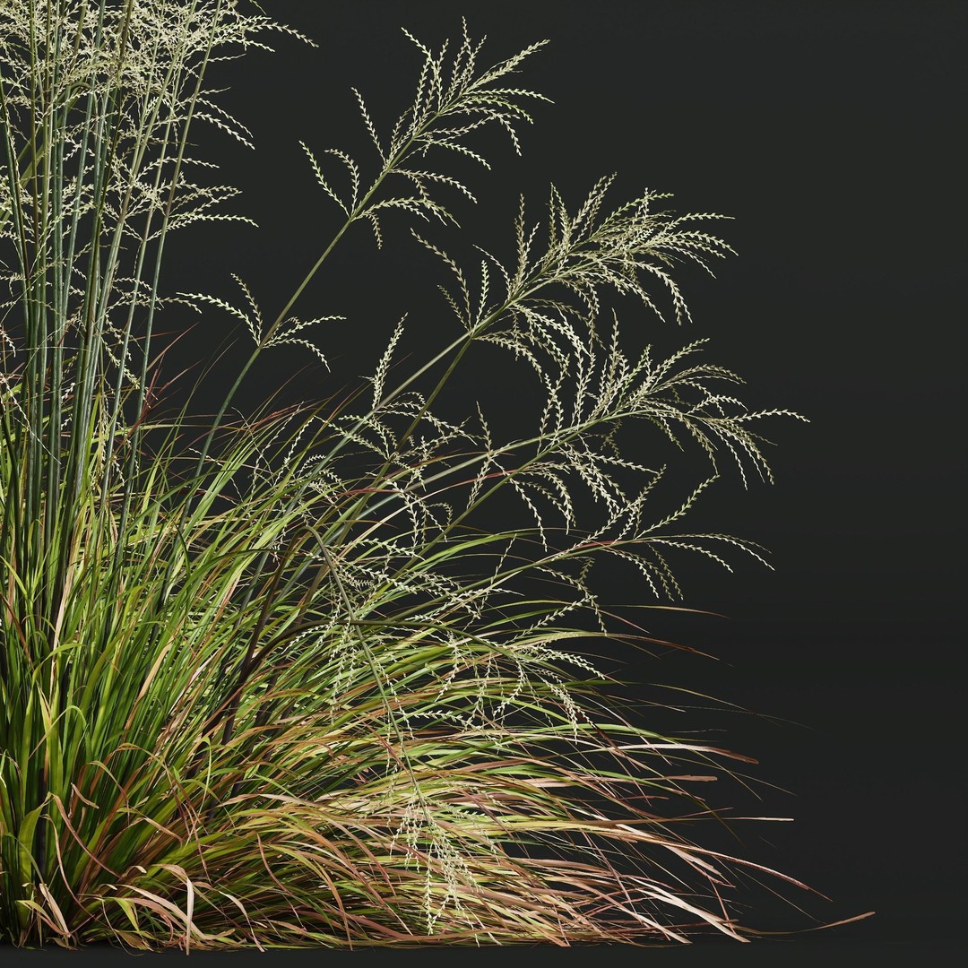 Celtica Gigantea Stipa Golden and Sweet Grass 3D Model – High Poly PBR Asset, FBX, OBJ - View 6