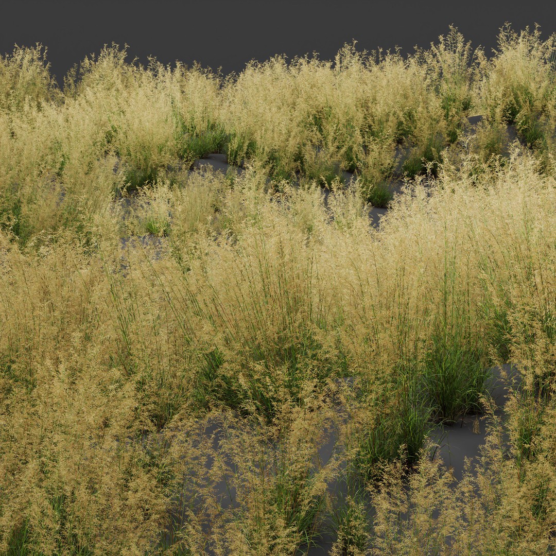 Celtica Gigantea Stipa Golden and Sweet Grass 3D Model – High Poly PBR Asset, FBX, OBJ - View 7