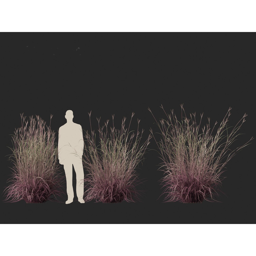 Andropogon gerardii 3D Model – Realistic Big Bluestem Grass, FBX, PBR