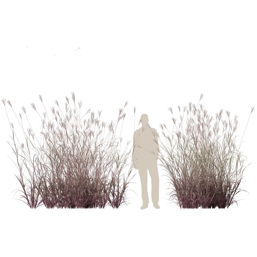 Andropogon gerardii 3D Model – Realistic Big Bluestem Grass, FBX, PBR - View 10
