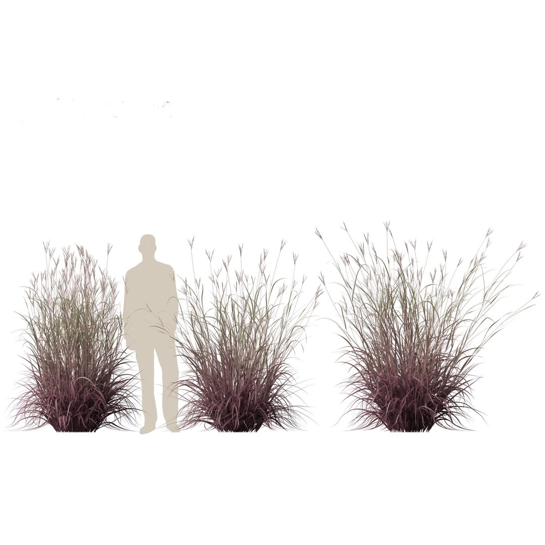 Andropogon gerardii 3D Model – Realistic Big Bluestem Grass, FBX, PBR - View 12
