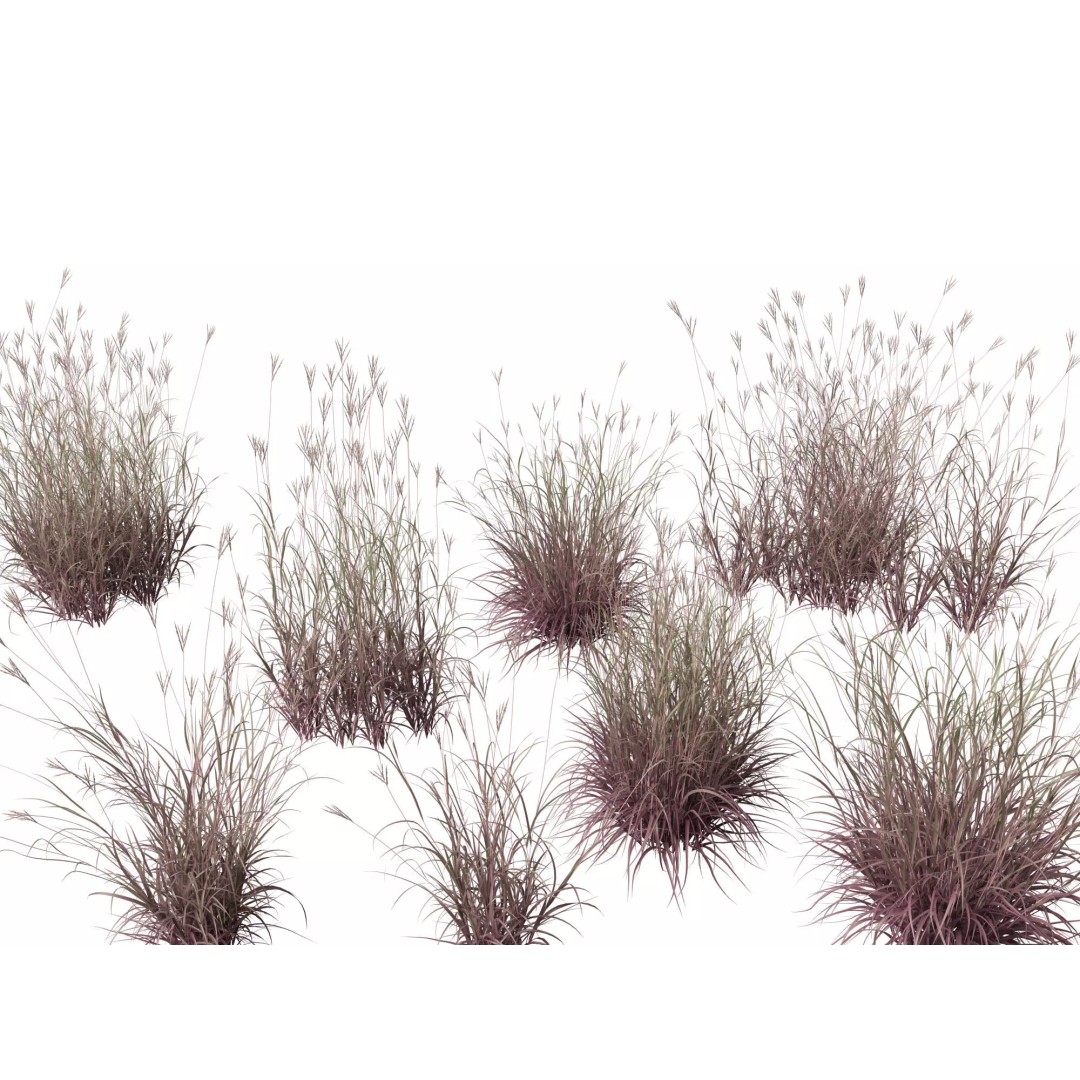 Andropogon gerardii 3D Model – Realistic Big Bluestem Grass, FBX, PBR - View 2