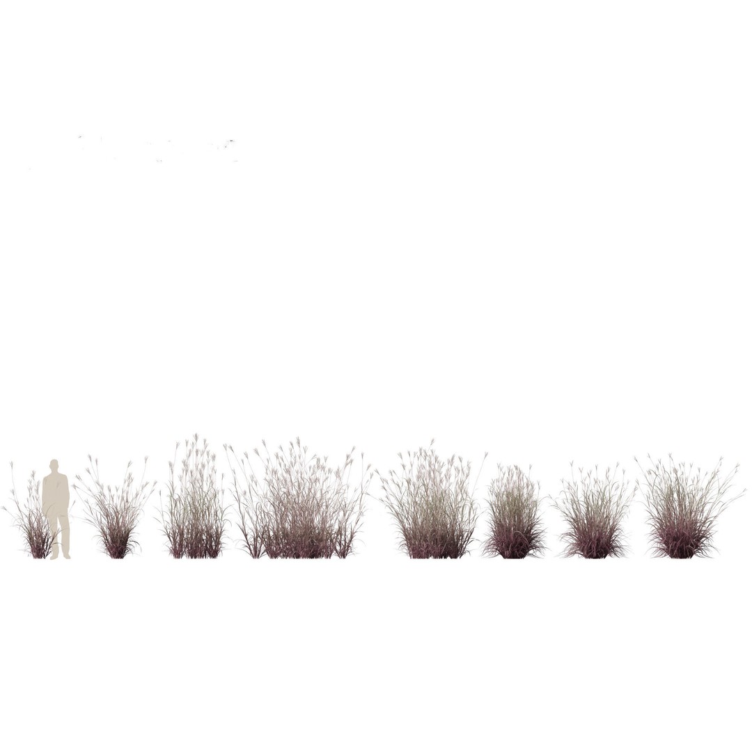 Andropogon gerardii 3D Model – Realistic Big Bluestem Grass, FBX, PBR - View 3