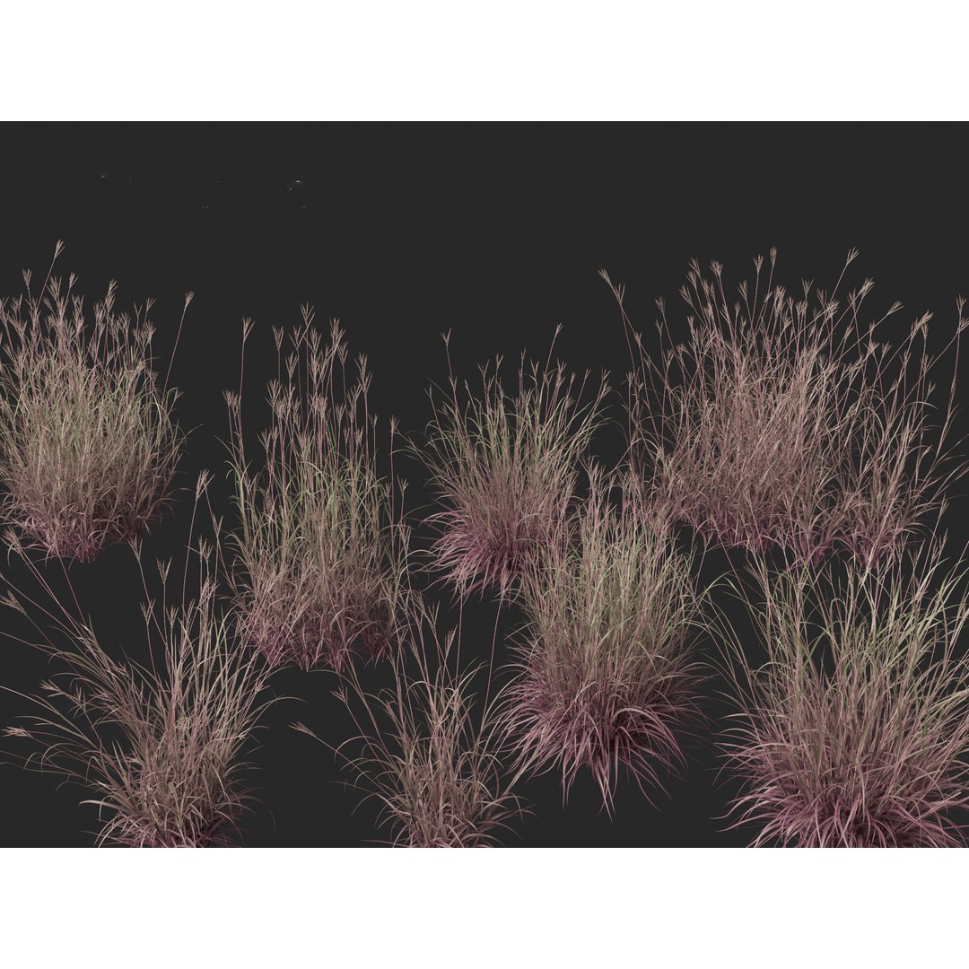 Andropogon gerardii 3D Model – Realistic Big Bluestem Grass, FBX, PBR - View 4
