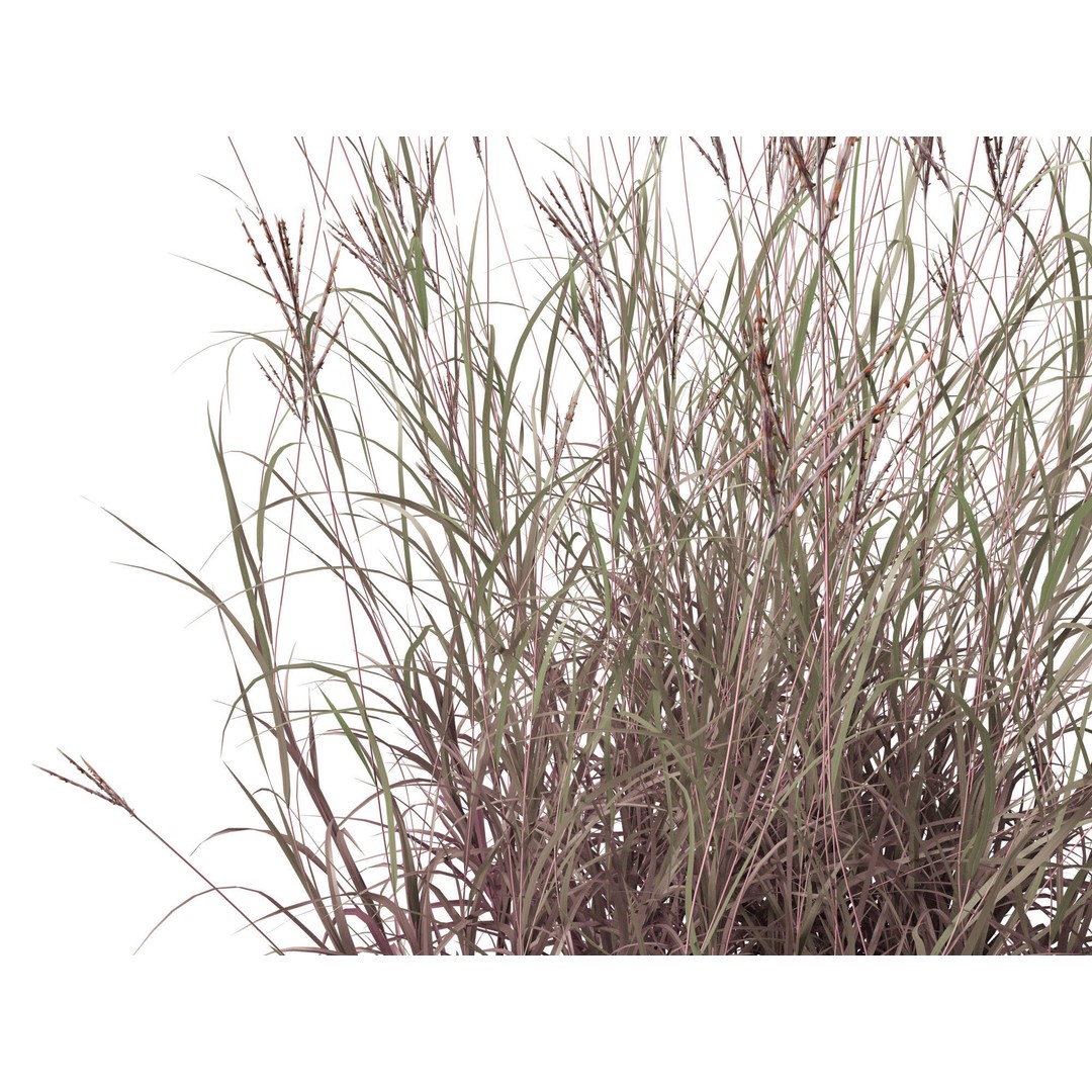 Andropogon gerardii 3D Model – Realistic Big Bluestem Grass, FBX, PBR - View 5