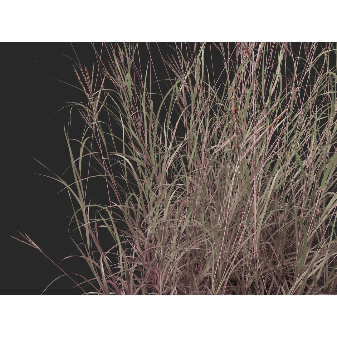 Andropogon gerardii 3D Model – Realistic Big Bluestem Grass, FBX, PBR - View 6