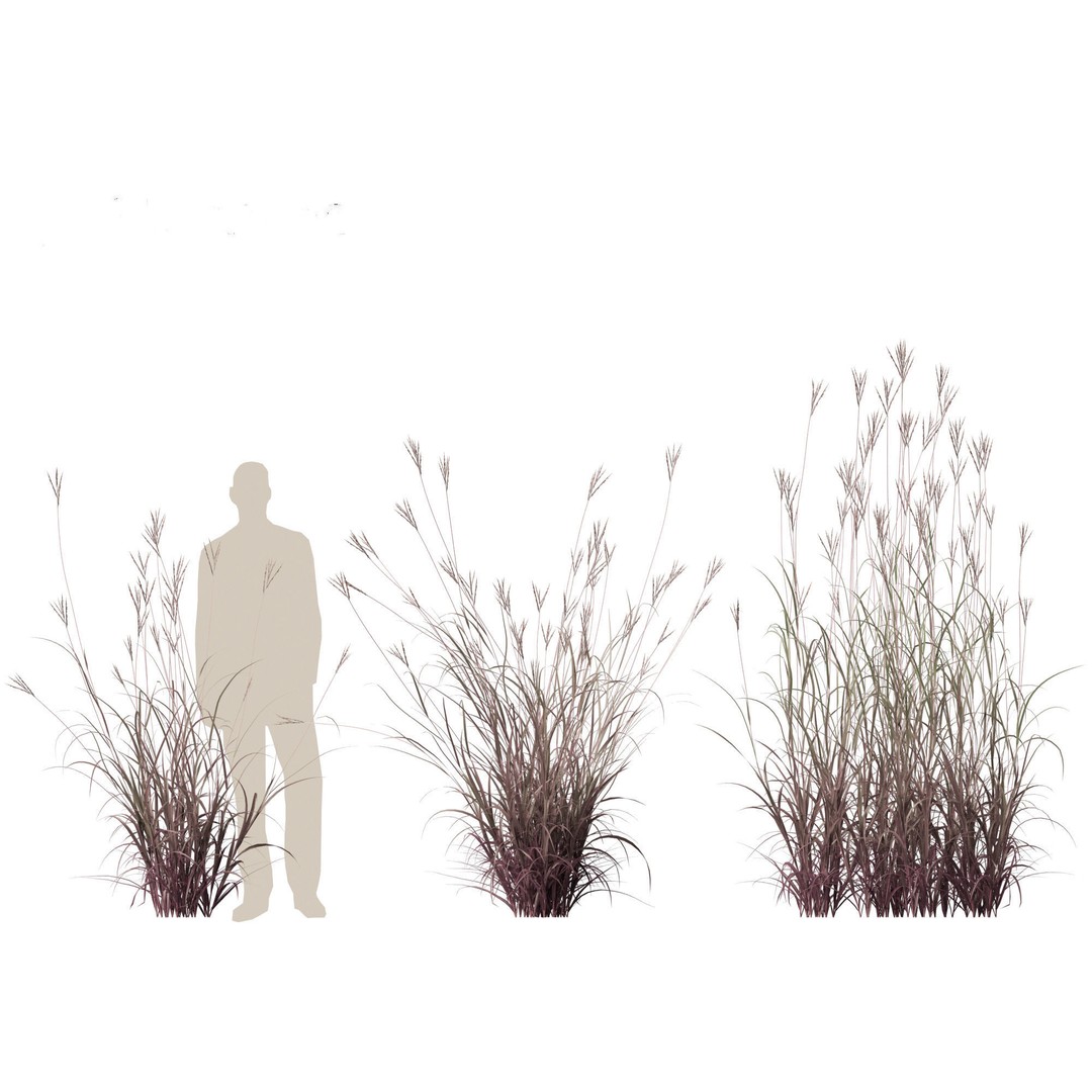 Andropogon gerardii 3D Model – Realistic Big Bluestem Grass, FBX, PBR - View 8