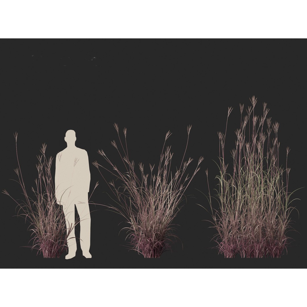 Andropogon gerardii 3D Model – Realistic Big Bluestem Grass, FBX, PBR - View 9