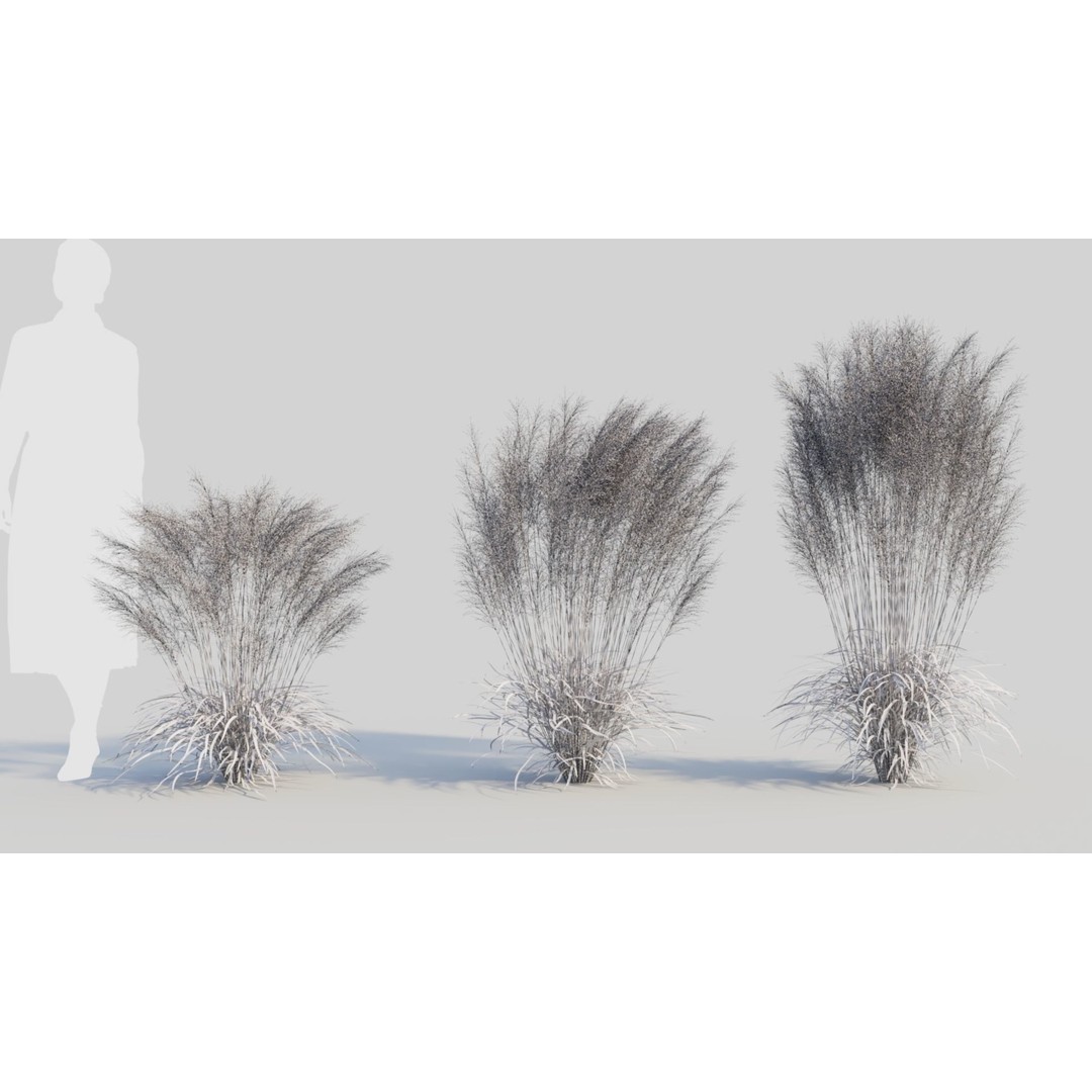 Muhly Grass 3D Model – Ornamental Plant with Textures, FBX, OBJ