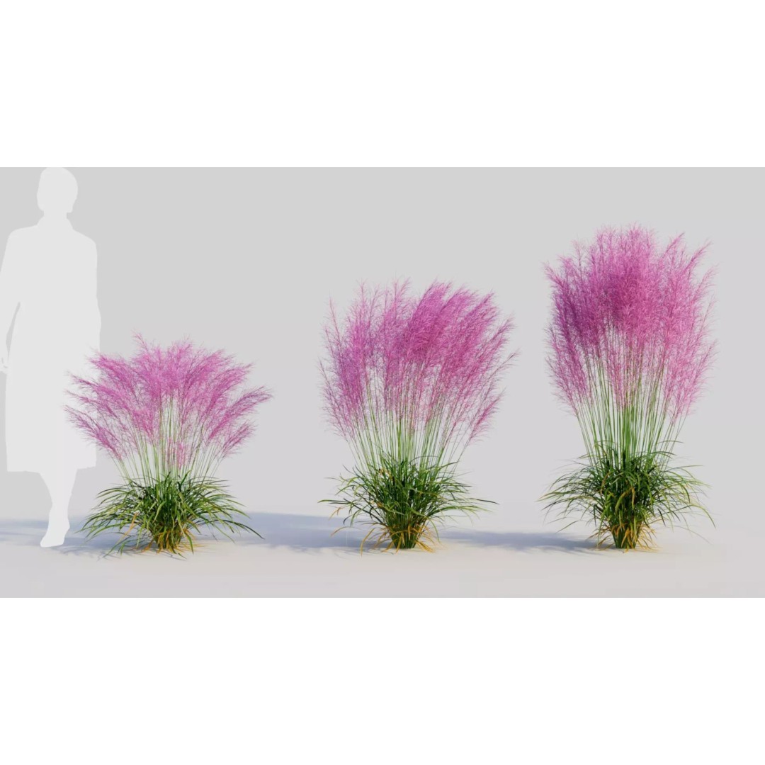 Muhly Grass 3D Model – Ornamental Plant with Textures, FBX, OBJ - View 2