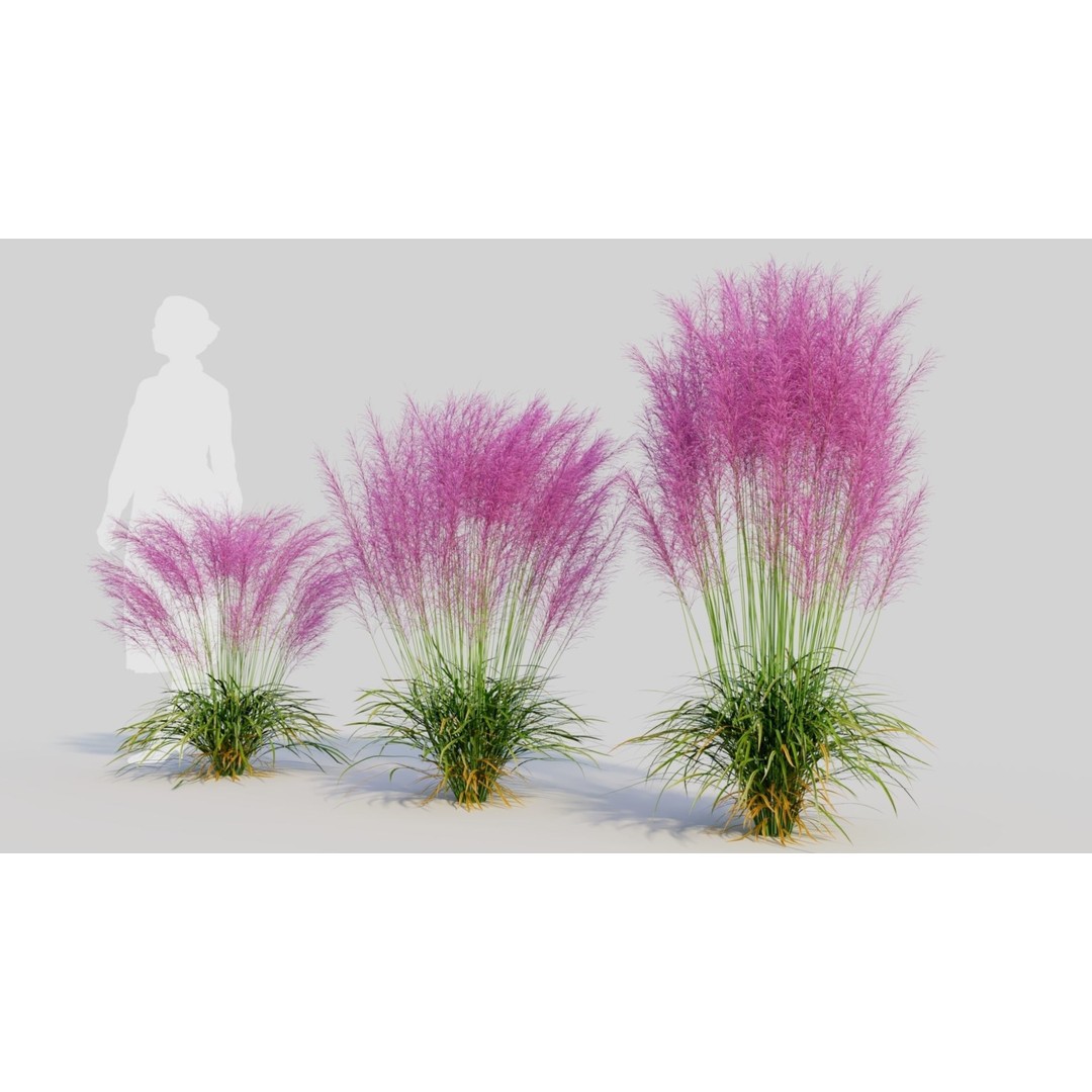 Muhly Grass 3D Model – Ornamental Plant with Textures, FBX, OBJ - View 3