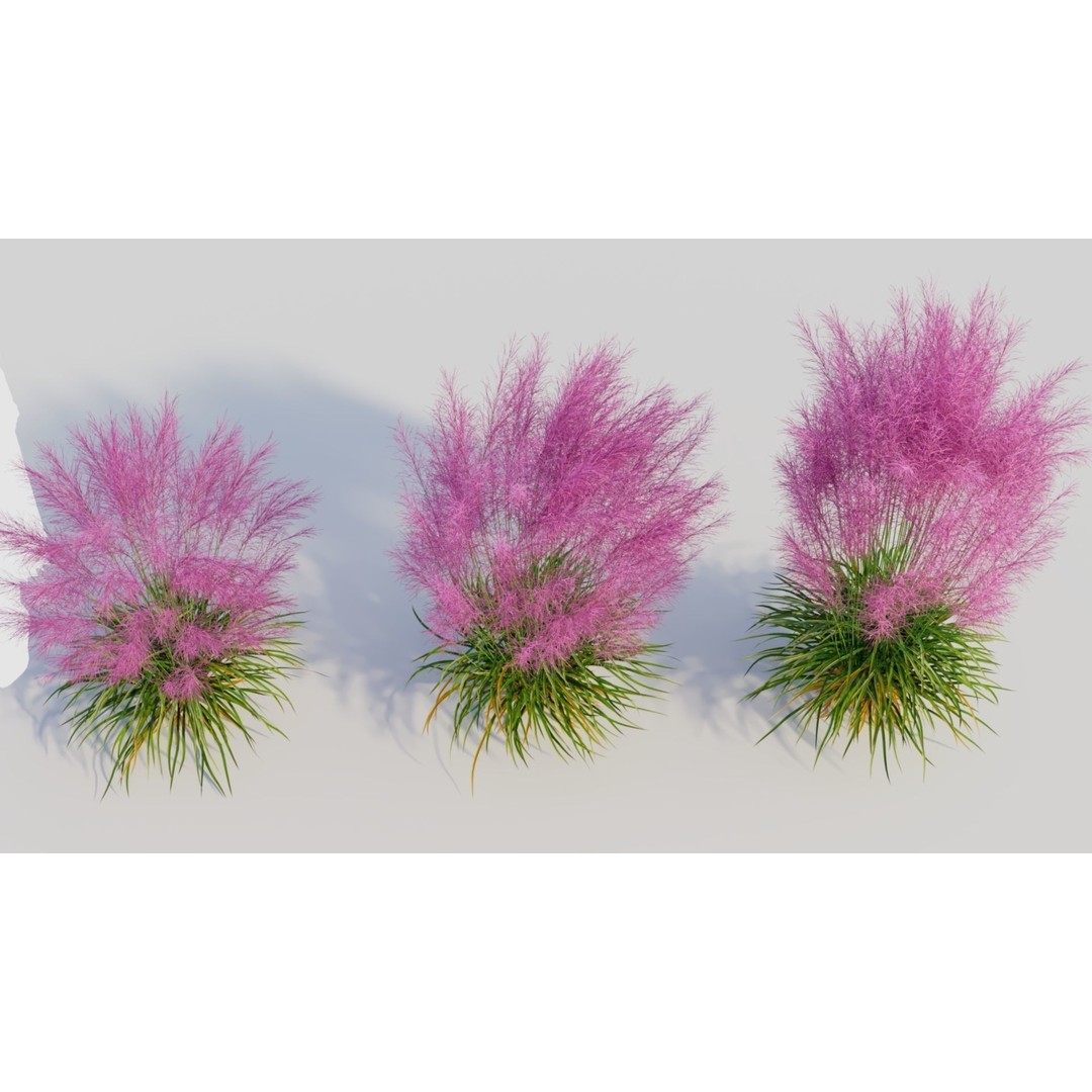 Muhly Grass 3D Model – Ornamental Plant with Textures, FBX, OBJ - View 4