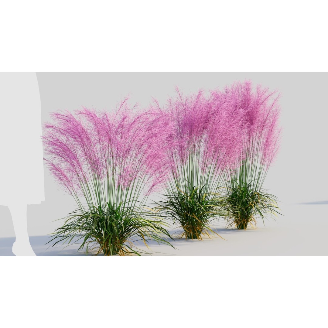 Muhly Grass 3D Model – Ornamental Plant with Textures, FBX, OBJ - View 5