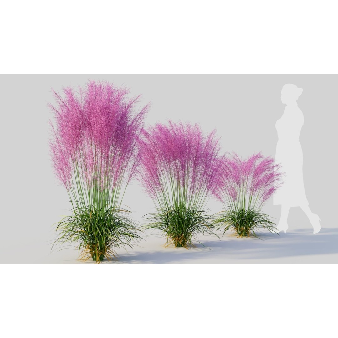 Muhly Grass 3D Model – Ornamental Plant with Textures, FBX, OBJ - View 6