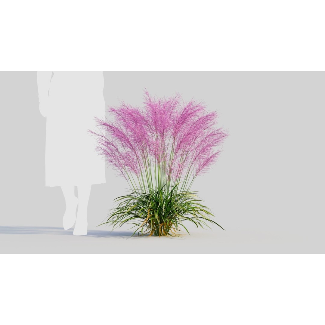 Muhly Grass 3D Model – Ornamental Plant with Textures, FBX, OBJ - View 7