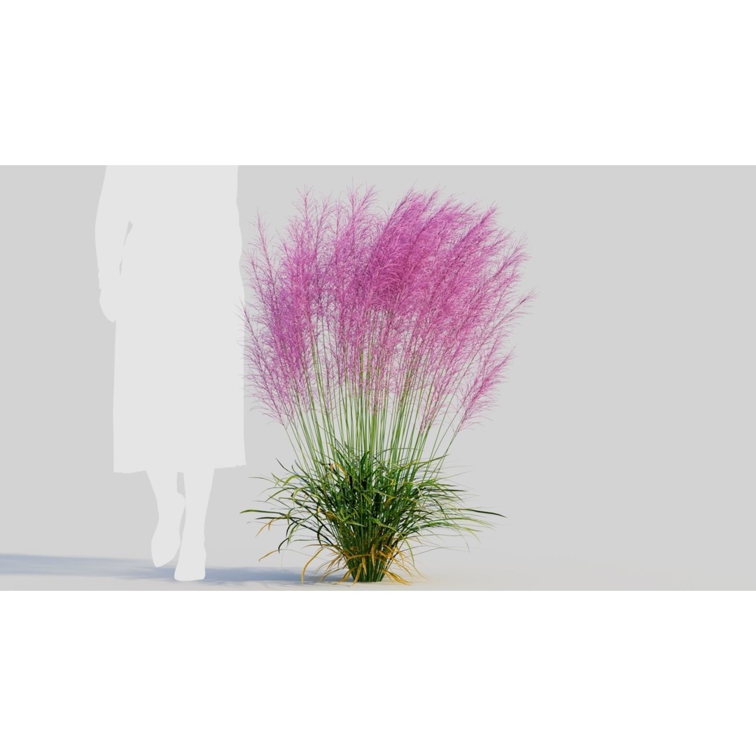 Muhly Grass 3D Model – Ornamental Plant with Textures, FBX, OBJ - View 8