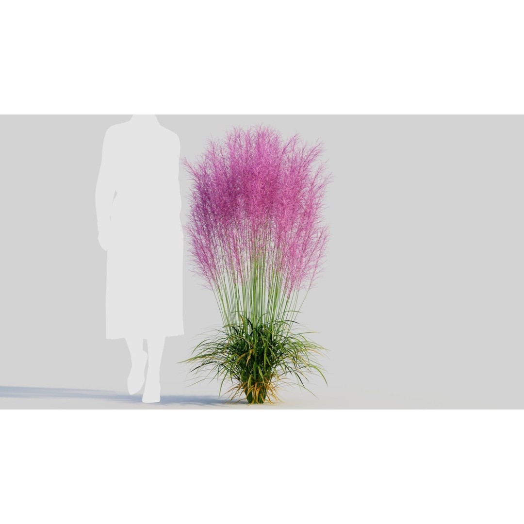 Muhly Grass 3D Model – Ornamental Plant with Textures, FBX, OBJ - View 9