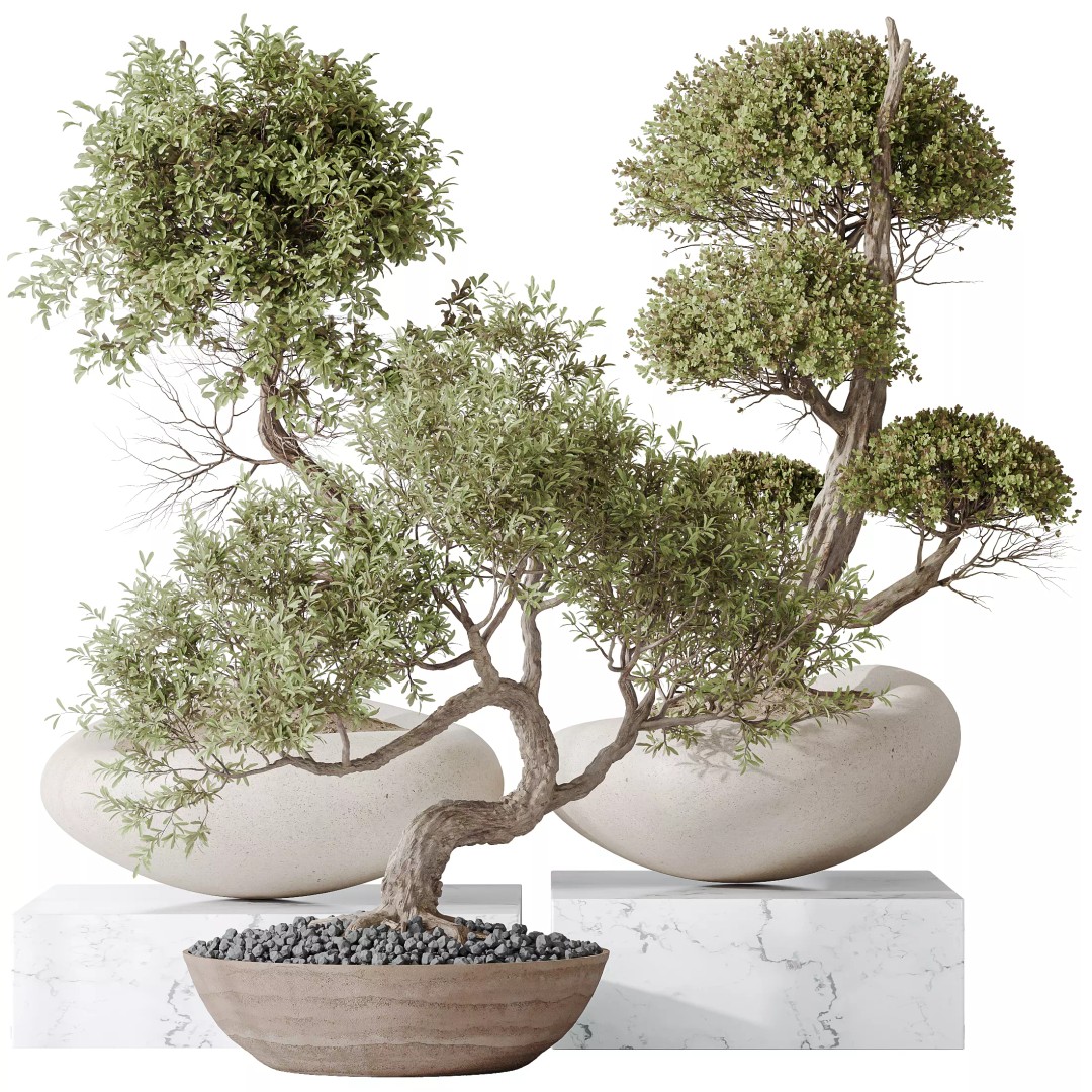Indoor Plants 3D Model – Olive & Bonsai Set, PBR Textures, FBX - View 2