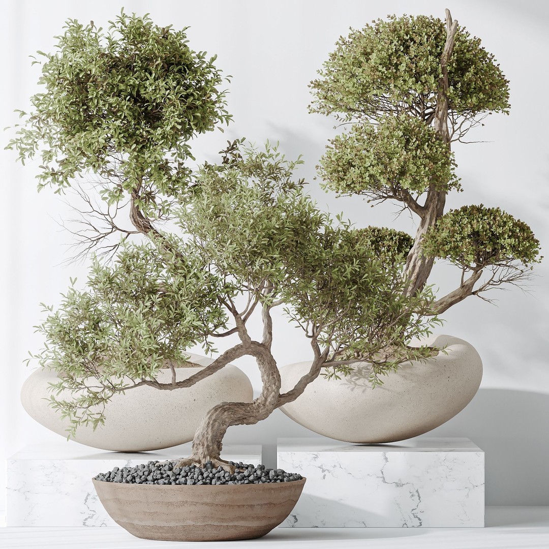 Indoor Plants 3D Model – Olive & Bonsai Set, PBR Textures, FBX - View 3