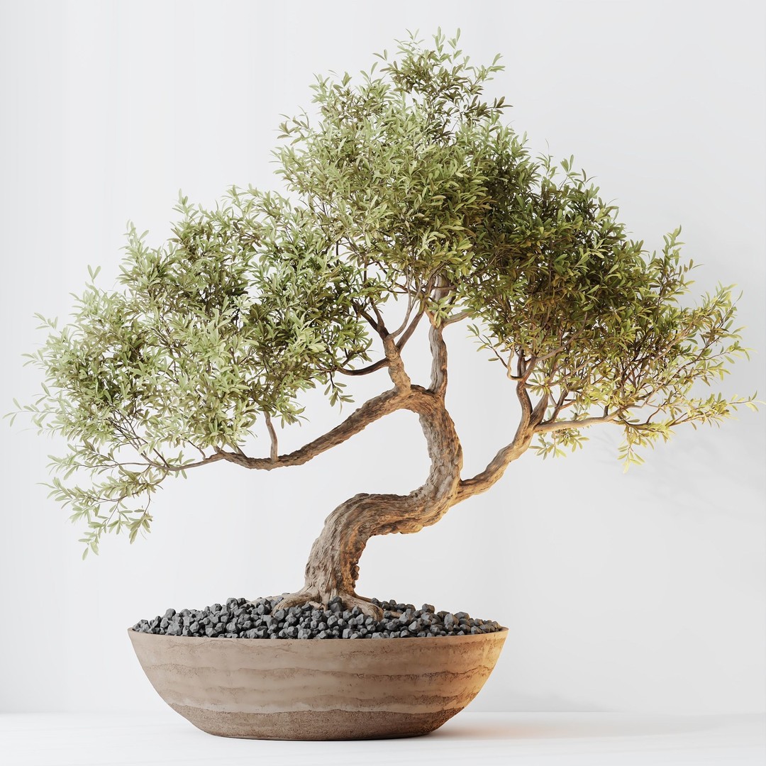 Indoor Plants 3D Model – Olive & Bonsai Set, PBR Textures, FBX - View 5
