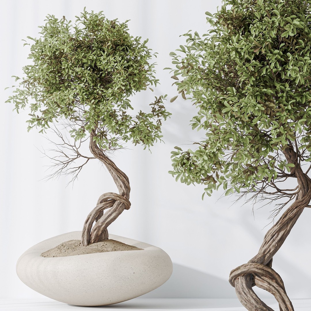 Indoor Plants 3D Model – Olive & Bonsai Set, PBR Textures, FBX - View 7