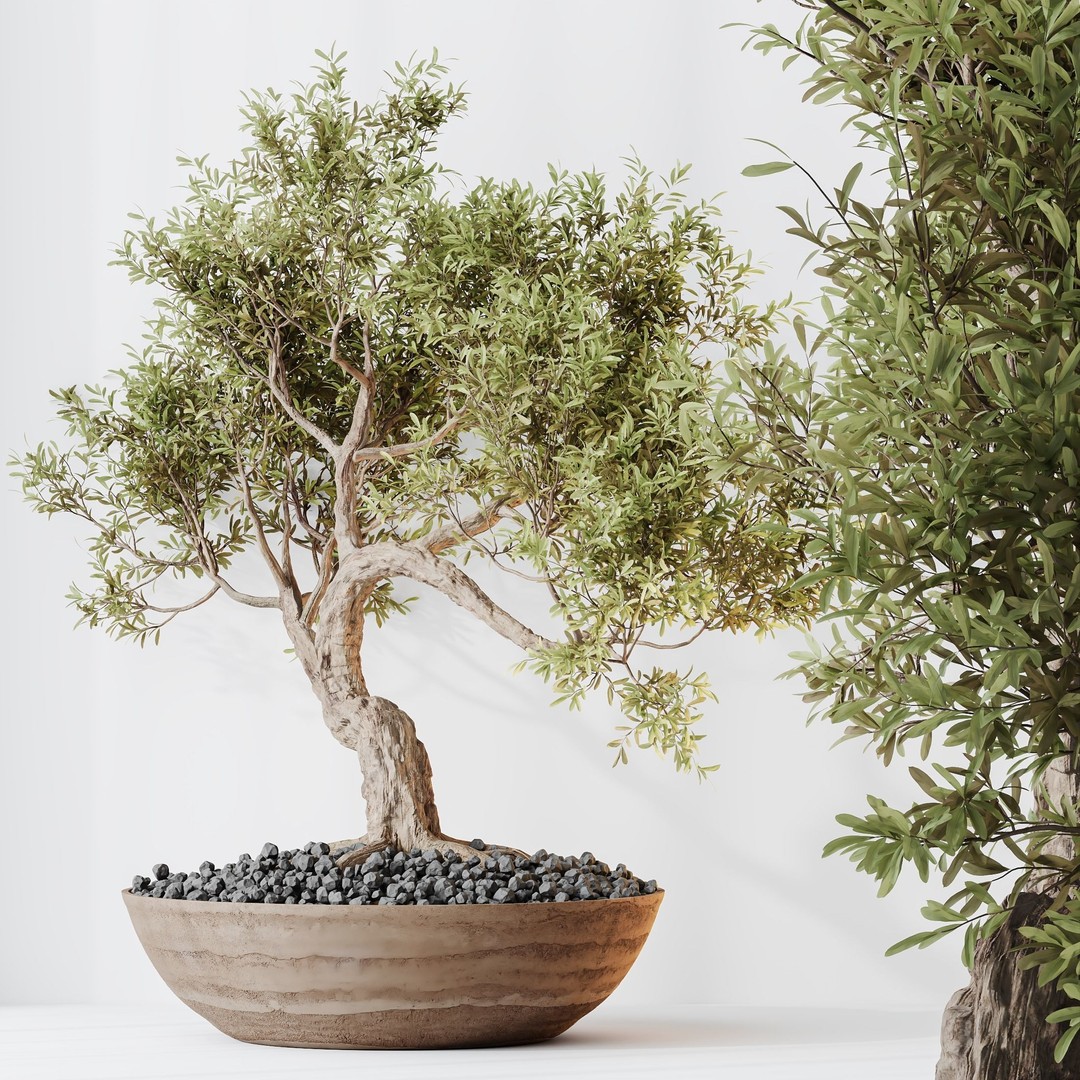 Indoor Plants 3D Model – Olive & Bonsai Set, PBR Textures, FBX - View 8