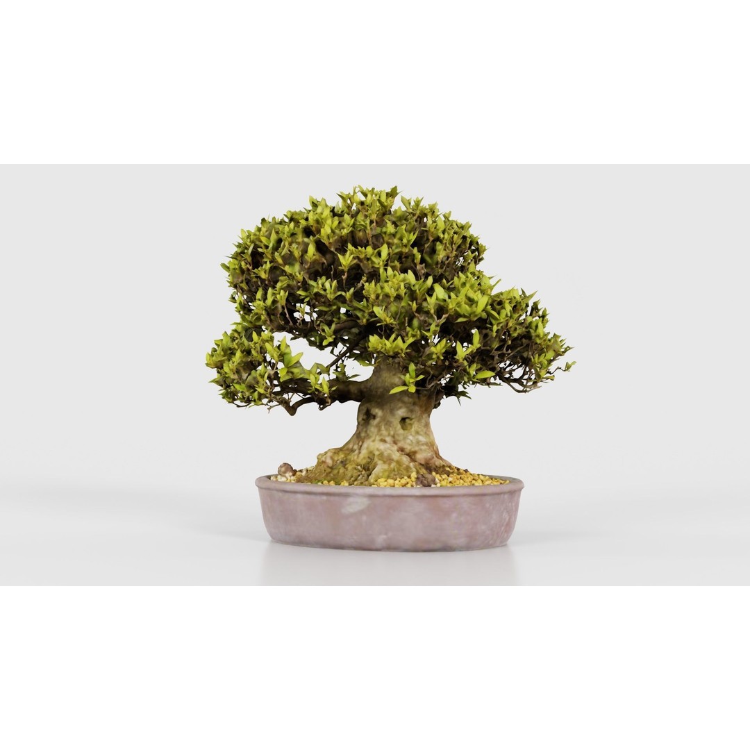 Satsuki Nikko Bonsai Tree 3D Model – Low Poly PBR Asset, FBX, OBJ