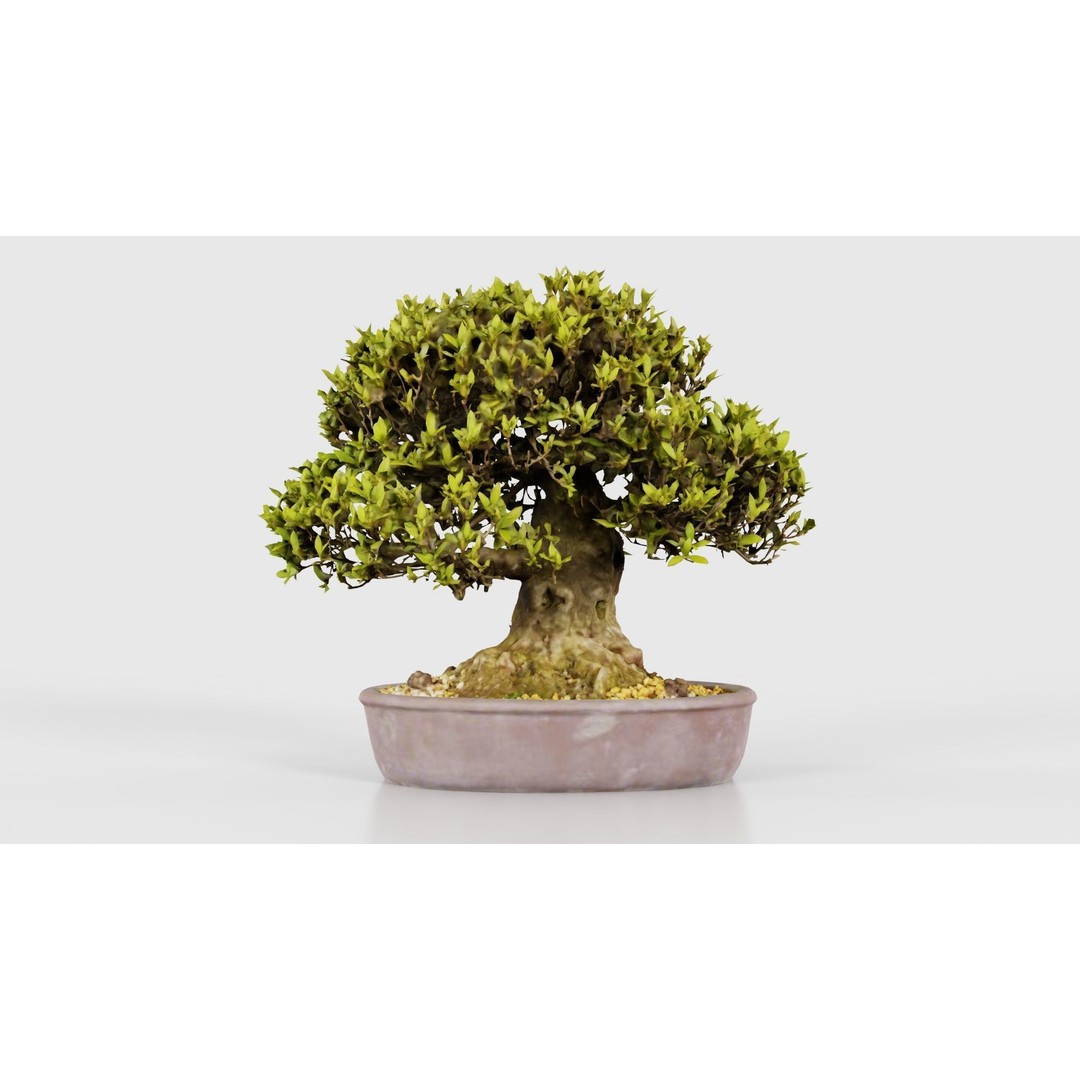 Satsuki Nikko Bonsai Tree 3D Model – Low Poly PBR Asset, FBX, OBJ - View 17