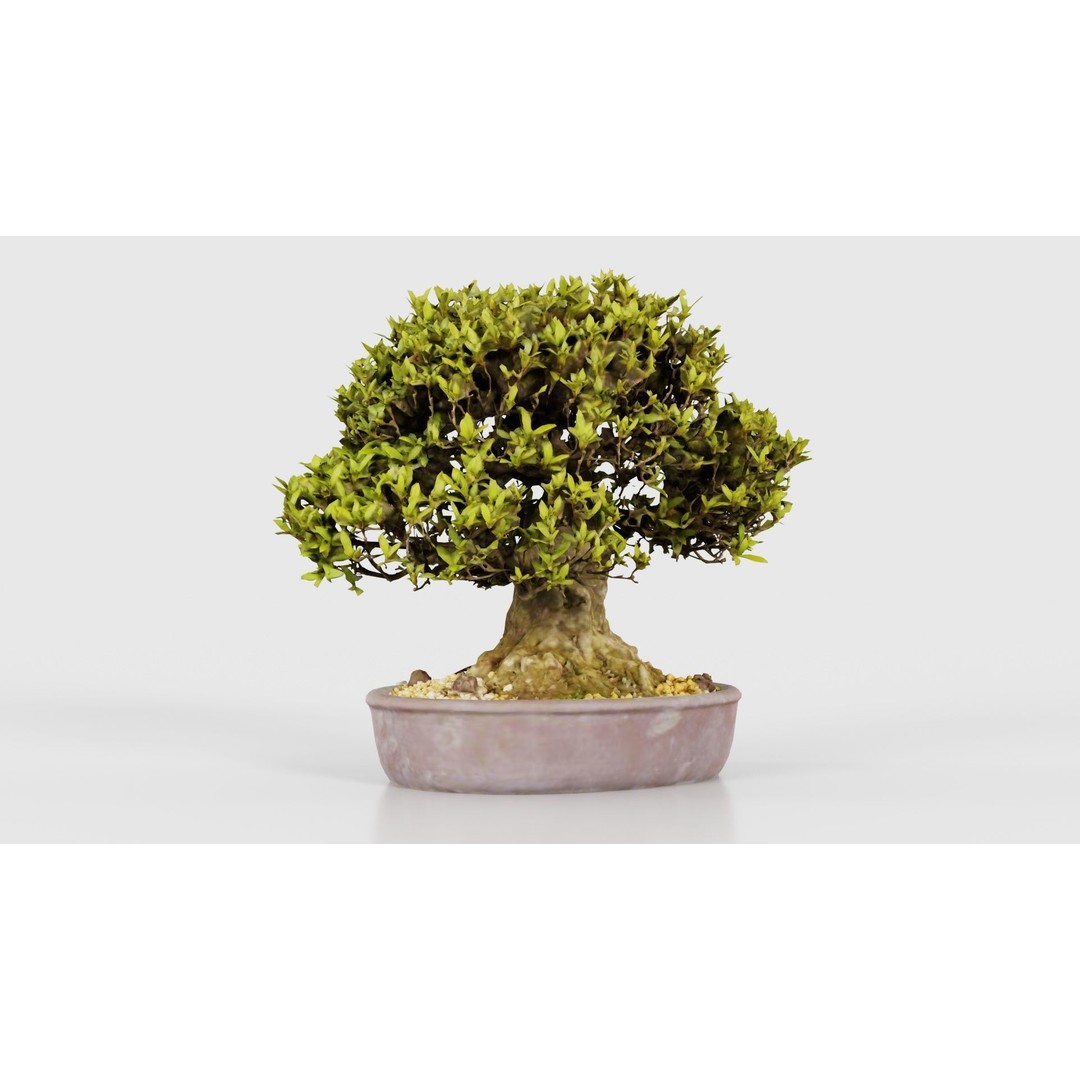 Satsuki Nikko Bonsai Tree 3D Model – Low Poly PBR Asset, FBX, OBJ - View 18