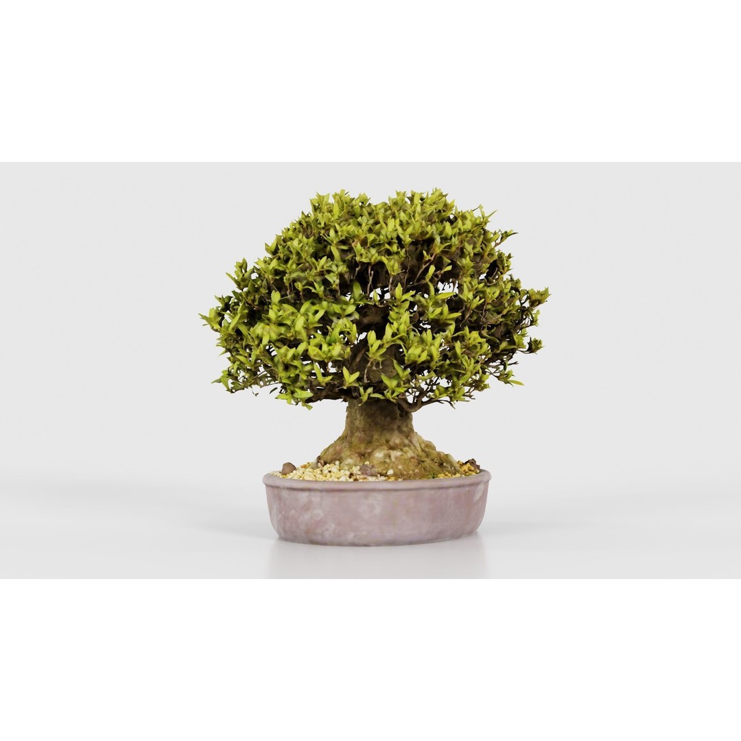 Satsuki Nikko Bonsai Tree 3D Model – Low Poly PBR Asset, FBX, OBJ - View 19