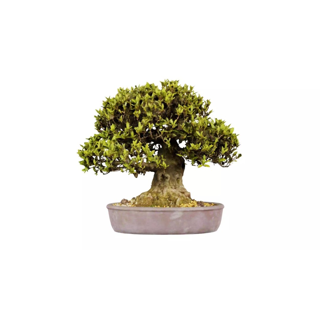 Satsuki Nikko Bonsai Tree 3D Model – Low Poly PBR Asset, FBX, OBJ - View 2