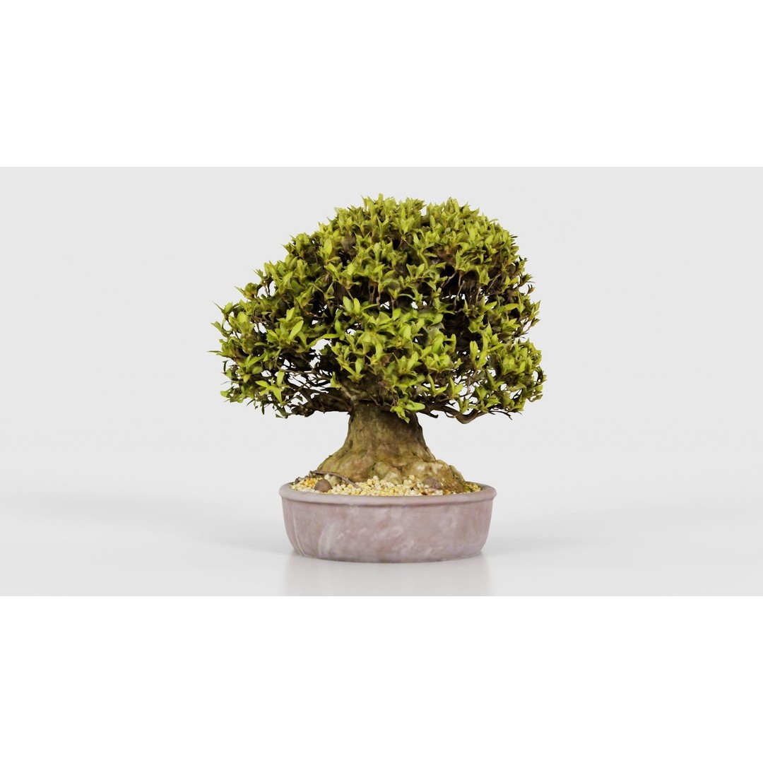 Satsuki Nikko Bonsai Tree 3D Model – Low Poly PBR Asset, FBX, OBJ - View 20