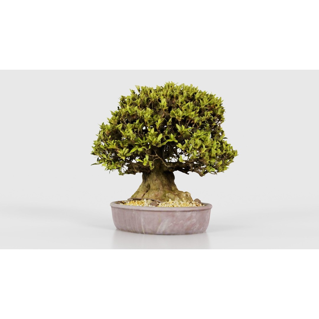 Satsuki Nikko Bonsai Tree 3D Model – Low Poly PBR Asset, FBX, OBJ - View 21