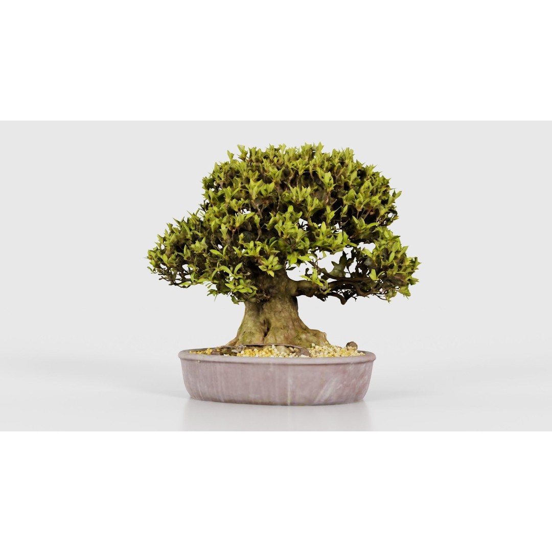 Satsuki Nikko Bonsai Tree 3D Model – Low Poly PBR Asset, FBX, OBJ - View 22
