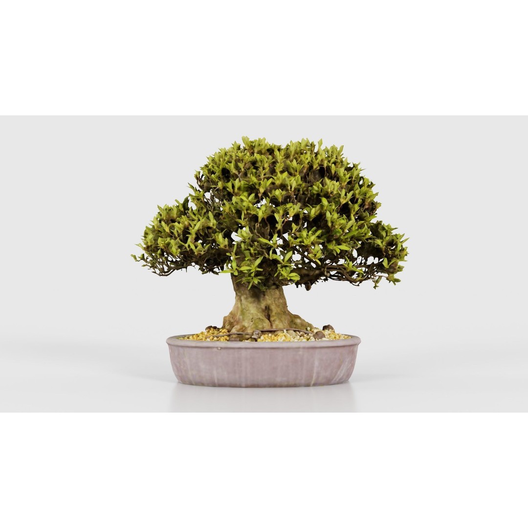 Satsuki Nikko Bonsai Tree 3D Model – Low Poly PBR Asset, FBX, OBJ - View 23