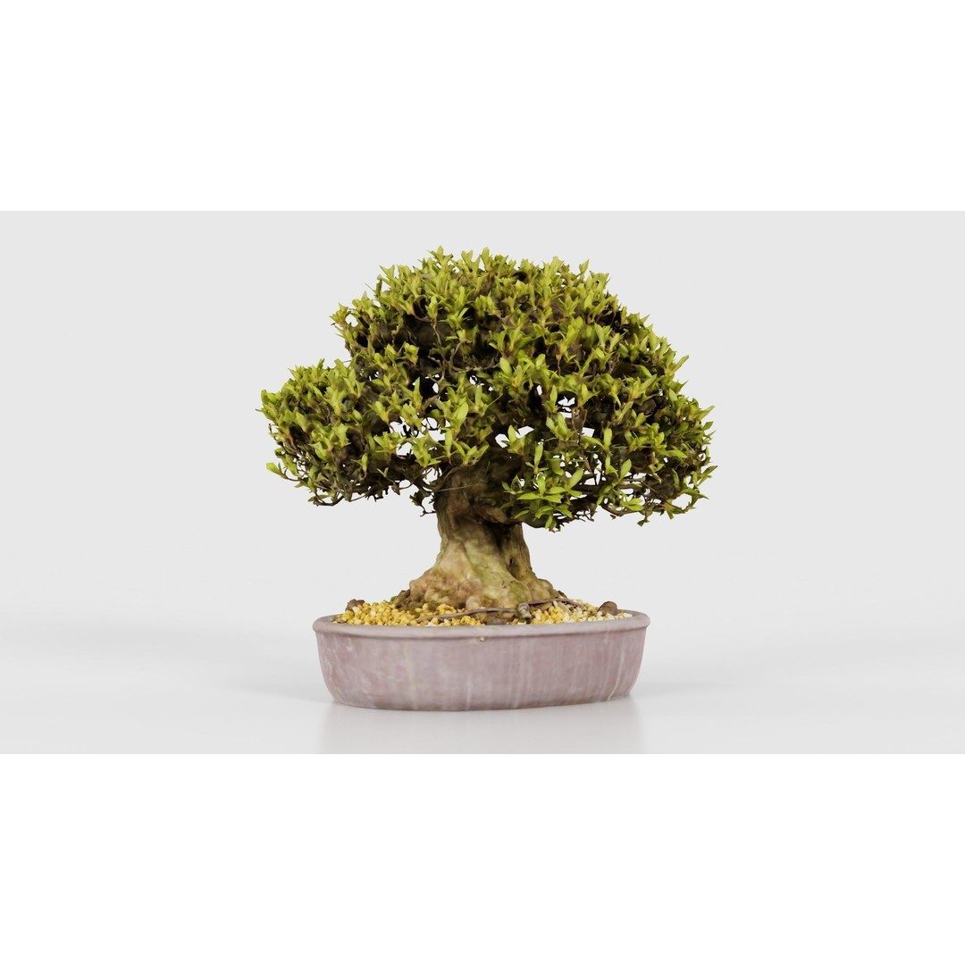 Satsuki Nikko Bonsai Tree 3D Model – Low Poly PBR Asset, FBX, OBJ - View 24