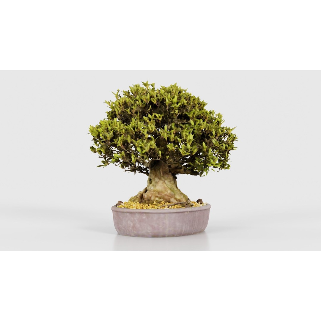 Satsuki Nikko Bonsai Tree 3D Model – Low Poly PBR Asset, FBX, OBJ - View 25