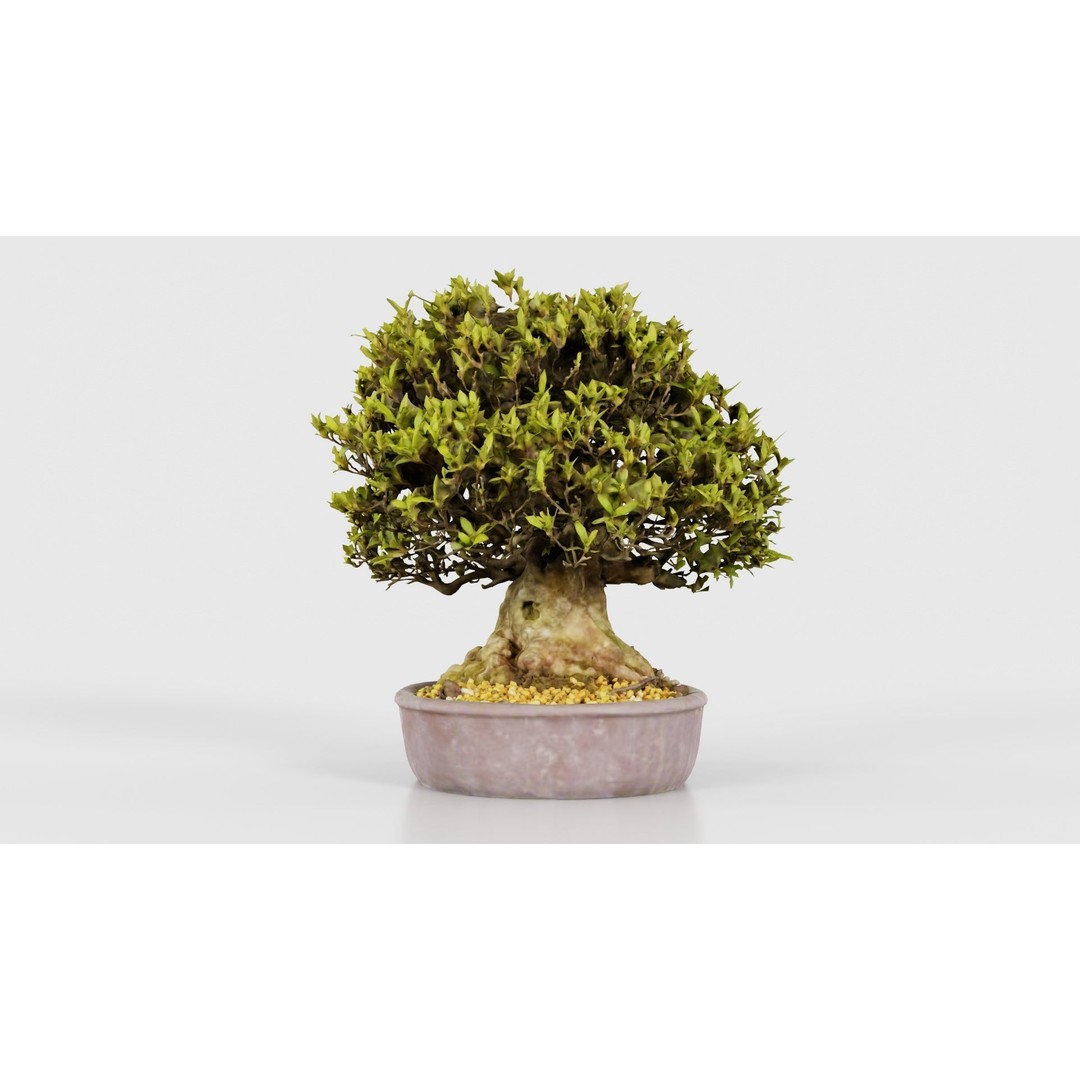 Satsuki Nikko Bonsai Tree 3D Model – Low Poly PBR Asset, FBX, OBJ - View 26