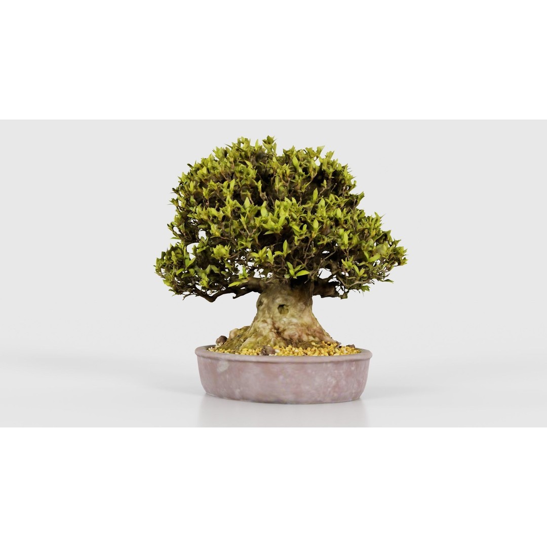 Satsuki Nikko Bonsai Tree 3D Model – Low Poly PBR Asset, FBX, OBJ - View 27