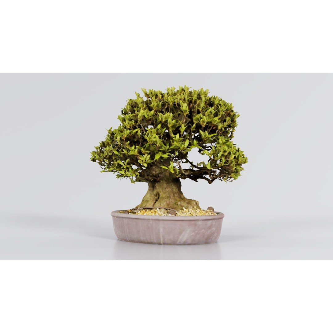 Satsuki Nikko Bonsai Tree 3D Model – Low Poly PBR Asset, FBX, OBJ - View 3