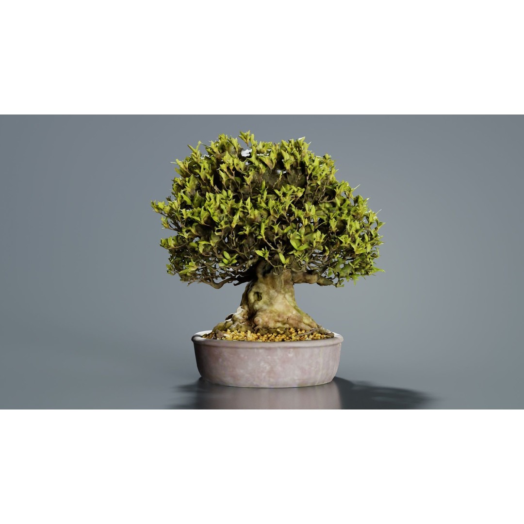 Satsuki Nikko Bonsai Tree 3D Model – Low Poly PBR Asset, FBX, OBJ - View 4