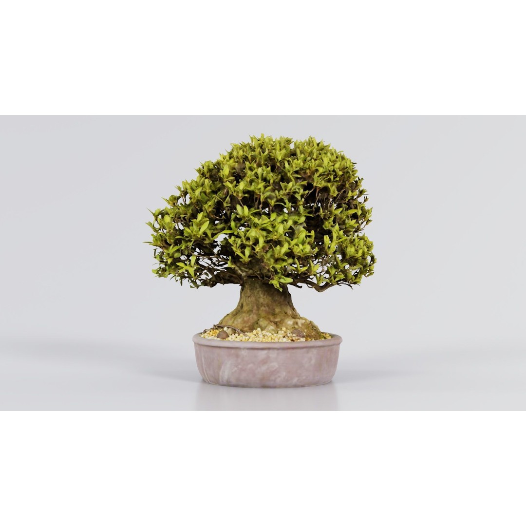 Satsuki Nikko Bonsai Tree 3D Model – Low Poly PBR Asset, FBX, OBJ - View 5