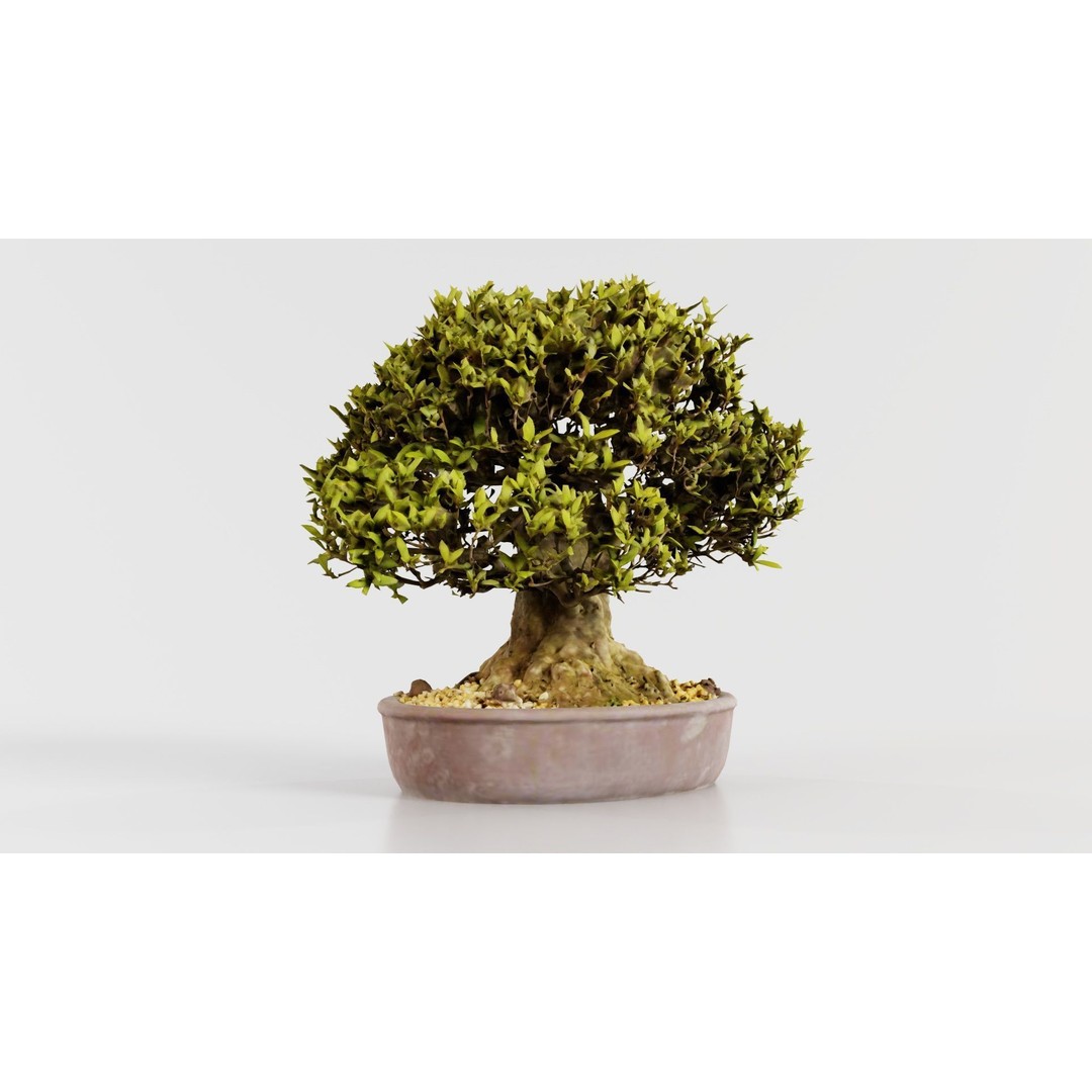 Satsuki Nikko Bonsai Tree 3D Model – Low Poly PBR Asset, FBX, OBJ - View 6